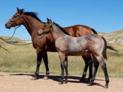 2020 Colt by Metallic Malice